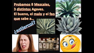 Probamos 8 Mezcales 3 diferentes Agaves El bueno el malo y el que sabe a estiércol [upl. by Dot604]