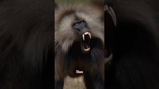 This scary looking creature is the Gelada Baboon wildlifenature wildlifekingdom geladababoon [upl. by Gascony440]