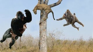 Leopard vs Cheetah Hero Monkey Rescue Antelope From Cheetah hunting  Wild Animals 2018 [upl. by Zimmerman]