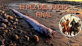 EL PEZ REMO DEL JUICIO FINAL [upl. by Aisanat]