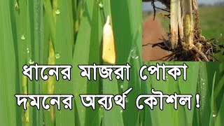 How to control Rice Yellow Stem Borer Special Tips ধানের মাজরা পোকা দমন [upl. by Nolad549]