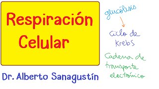 👌 CICLO DE KREBS EXPLICACIÓN SENCILLA ❗❗❗ En 13min Paso a Paso [upl. by Eitten]