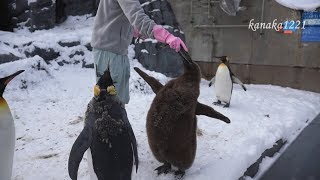 旭山動物園 怒りながら魚を食べるキングペンギンヒナ [upl. by Brieta]