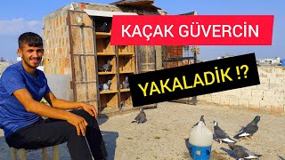 YENİ SEYİSİM KAÇAK GÜVERCİNİ YAKALAYIP KANADİNİ KESTİ [upl. by Tepper]