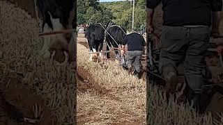 Traditional Horse Ploughing at the 73rd British National Ploughing Championships 13th October 2024 [upl. by Barrie203]