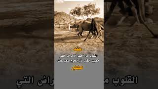 حقد القلوب من اخطر الامراض التي تصيب العقل [upl. by Attenehs]