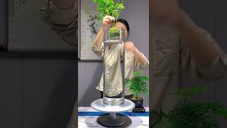 Bamboo is easy to grow and beautifulGreen PlantsOne Flower One Grass One Worldaquarium [upl. by Ailhat607]