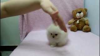 Micro teacup Pomeranian puppies for sale [upl. by Aliehs4]