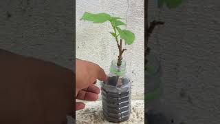 Cut branch tree and graft with ash grow tree branch grafting [upl. by Ardnasela]