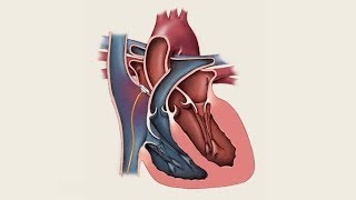 Fetal Circulation Foramen Ovale Ductus Arteriosus Ductus Venosus [upl. by Arabella]