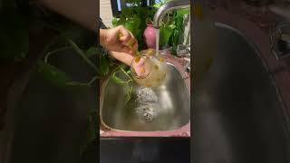 Weekly plant care  plants in water  pothos and philodendrons  home  balcony [upl. by Mcafee]