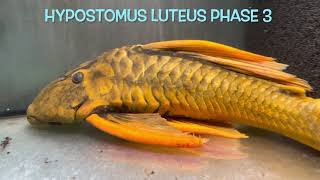 Hypostomus luteus Phase 3 [upl. by Lomasi]