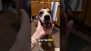 Failed thundershirt review Also I’m returning the happy hoodie dogcare doglove straydog [upl. by Llenral]