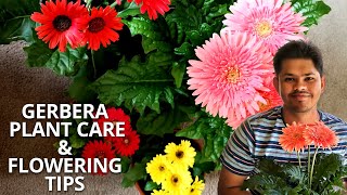 Gerbera Plant Care and Flowering Tips  Tips to Avoid Fungal Attack [upl. by Fernyak]