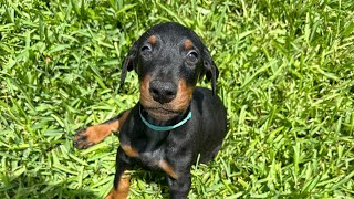 Puppy temperament test puppy viral pets foryou shorts dog doglover doberman trending [upl. by Niltag]