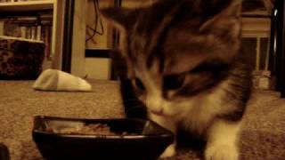 Cute Kitten says quotYUM YUM YUMquot while eating original [upl. by Slotnick]