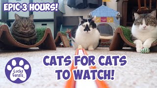 Cats Videos For Cats To Watch With Sound ➙ EPIC 3 HOURS  Cats Playing  Entertainment For Cats [upl. by Sheepshanks967]