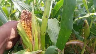 Maize Corn Cultivation For SilageampFodder  How to Grow Maize For Silage  Makki Ki Fasal Shandar [upl. by Allix19]