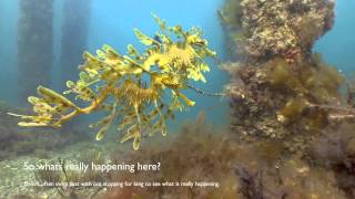 Leafy Sea Dragon wild courtship South Australia [upl. by Ennayrb]