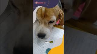 ¡Matemáticas Perrunas 🐶 ¿Cuánto es 1  1  Respuesta Divertida de un Beagle [upl. by Pages]