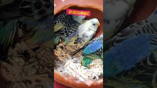 Bodri Pakhi Baby 🐥 bodripakhi birdslover short birds shorts birdsbaby pakhi reels [upl. by Kcorb]