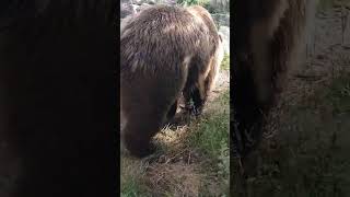 Un ours zoo dAmnéville melimelo animaux animauxmignons nature meli [upl. by Vano676]