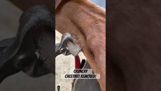 Great Crunchy Chesnut Removed 🐎 horse farrier equestrian shorts relaxationemotional [upl. by Donnenfeld]