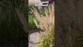 Calamagrostis arundinacea plants perennial grass garden nature botanique [upl. by Ybor]