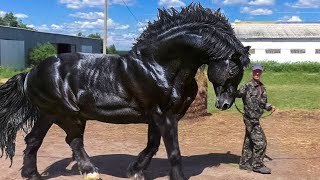 Most Powerful Horse Breed in the world [upl. by Assilaj831]