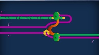 Citologia 27  Replicazione del DNA [upl. by Arriet]