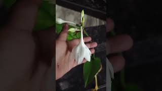 Euchairis grandiflora🌷Amazon lilly gardenplants beautifulflowersintheworld nature [upl. by Aisatan]