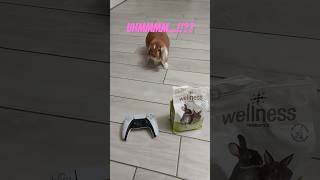 Di fronte ad un bivio🐇🐰🥕❤️🎮 playstation5 playstation5pro playstation rabbit sony gaming [upl. by Margarethe]