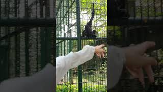 Amazing Buff Cheeked Gibbons vuonmavang vuonmahung vuondenmavang vuondenmahung apes gibbons [upl. by Eekram]