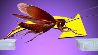 Cockroaches Can Jump amp Fly In slow mo its AWESOME [upl. by Bust616]