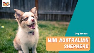 Mini Australian Shepherd Everything You Need To Know About The Mini Aussie [upl. by Kristine]