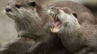 Asian Small Clawed Otter [upl. by Evangelia]