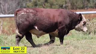 Lot 22 SKST764 Karoonda Herefords 2024 [upl. by Mallina86]