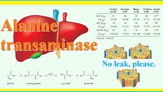 alanine transaminase [upl. by Funda178]