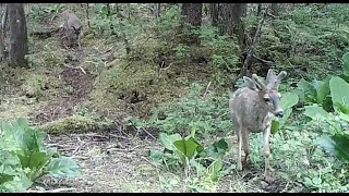 A Busy Trail June 1017 [upl. by Nicodemus]