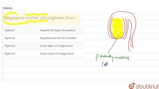 Megaspore mother cell originates from [upl. by Aisela]