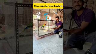 New cage for new birds 🦢 petlover minivlog budgiesfam pigeon kabutar birds budgies [upl. by Luebke771]