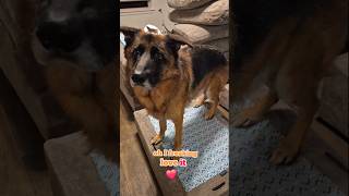 love it German Shepherd GSD 😳❤️🐶new shorts ytshorts viral viralshorts [upl. by Eillil]