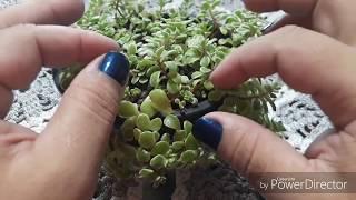 Tudo sobre sedum makinoi verde e variegato [upl. by Niajneb]