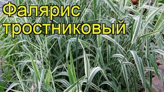 Фалярис тростниковый Краткий обзор описание характеристик phalaris arundinacea [upl. by Nesral928]