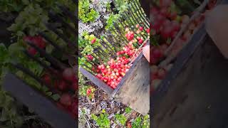 Lingonberry picking harvesting cranberry lingonberry berryfarm wildberries [upl. by Htiel]