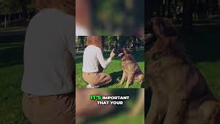 Train Your Dog StepbyStep Guide for Teaching Basic Commands [upl. by Ahsirtap]