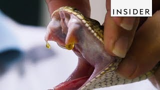 How Venom is Extracted from Snakes [upl. by Enisamoht]