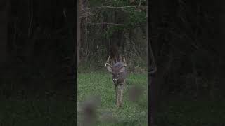 Whitetails up close on the ground hunting bowhunt whitetails illinois bucks shorts [upl. by Nirehtak]