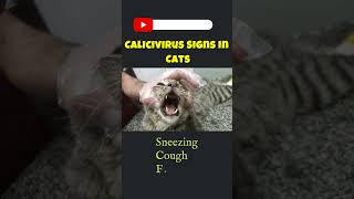 Calicivirus Signs In Cats  Feline Calicivirus shortscatcarecathealthcalicivirusviralpetlovers [upl. by Bixler]