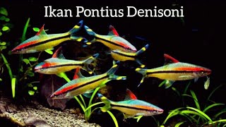 Ikan Puntius Denisonii Cocok buat Aquascape [upl. by Nediarb]